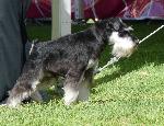 Cães