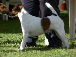 Fox Terrier
