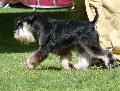 Schnauzer Miniatura Preto e Prateado