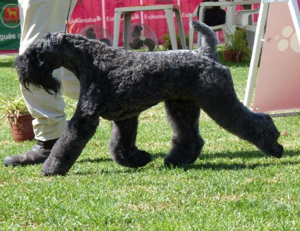 Kerry Blue Terrier