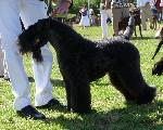 Cães