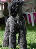 Kerry Blue Terrier
