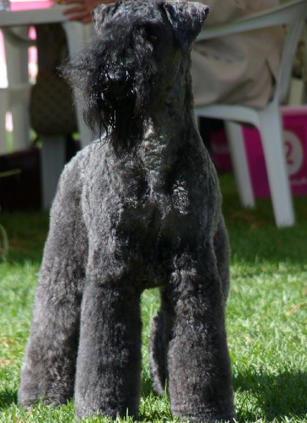 Kerry Blue Terrier