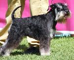 Cães