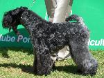 Cães