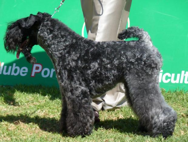 Kerry Blue Terrier