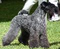 Kerry Blue Terrier