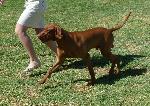 Cães
