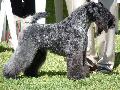 Kerry Blue Terrier