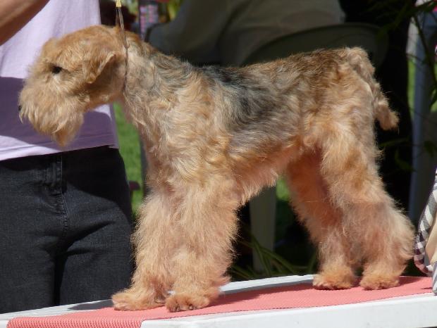 Lakeland Terrier