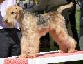 Lakeland Terrier