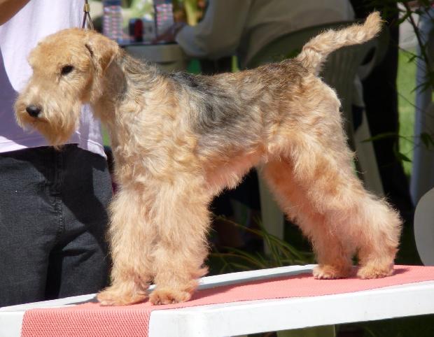 Lakeland Terrier