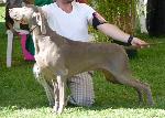 Cães