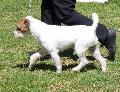 Parson Russell Terrier