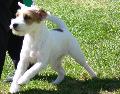 Parson Russell Terrier