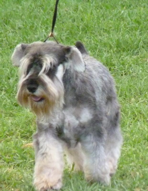 Schnauzer Miniatura Sal e Pimenta