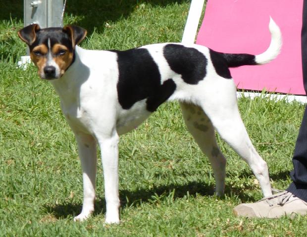 Terrier Brasileiro