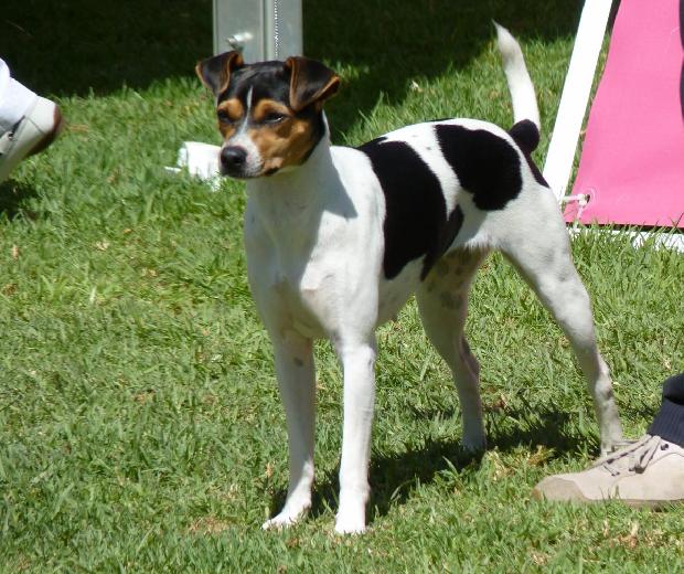 Terrier Brasileiro