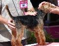 Welsh Terrier