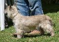 Cairn Terrier