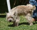 Cairn Terrier