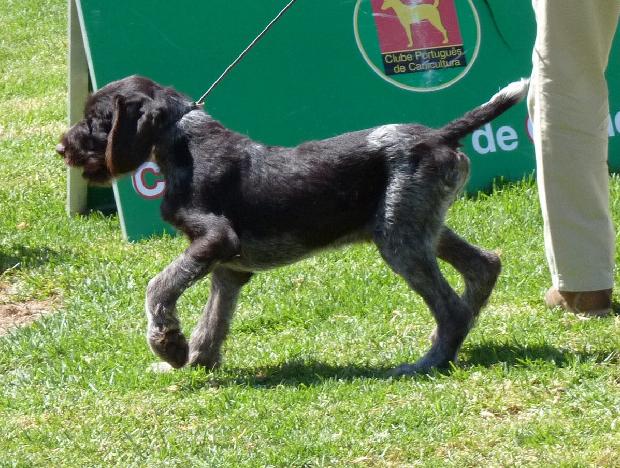 Cão de Para Alemão de Pêlo Duro