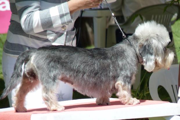 Dandie Dinmont Terrier