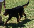 Setter Gordon