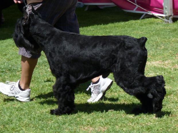 Schnauzer Gigante Preto