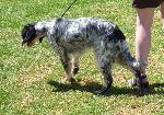 Cães
