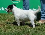 Cães