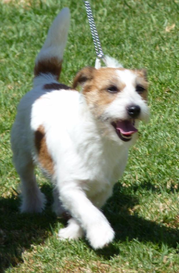 Jack Russel Terrier