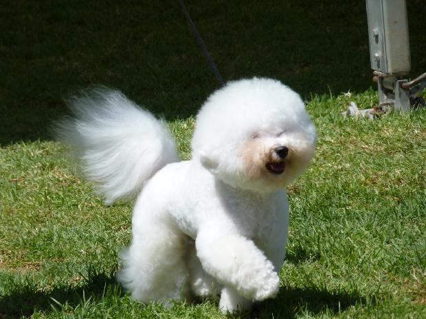 Bichon Frisé
