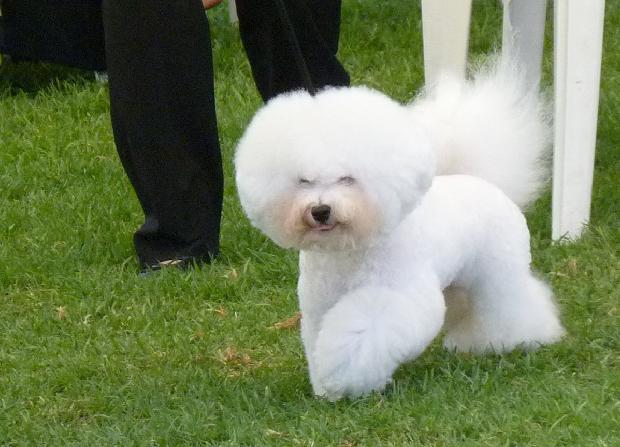 Bichon Frisé
