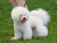 Criadores de cães Bichon Frisé