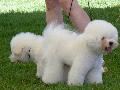 Bichon Frisé