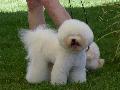 Bichon Frisé