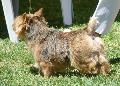 Norwich Terrier