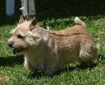 Norwich Terrier