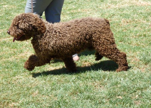 Cão de Água Espanhol