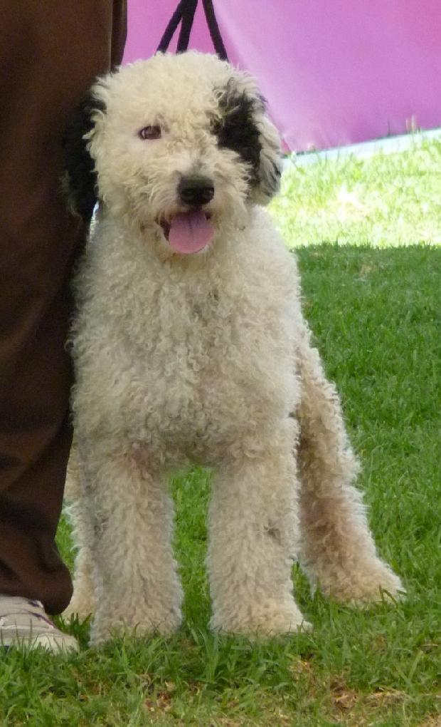 Cão de Água Espanhol