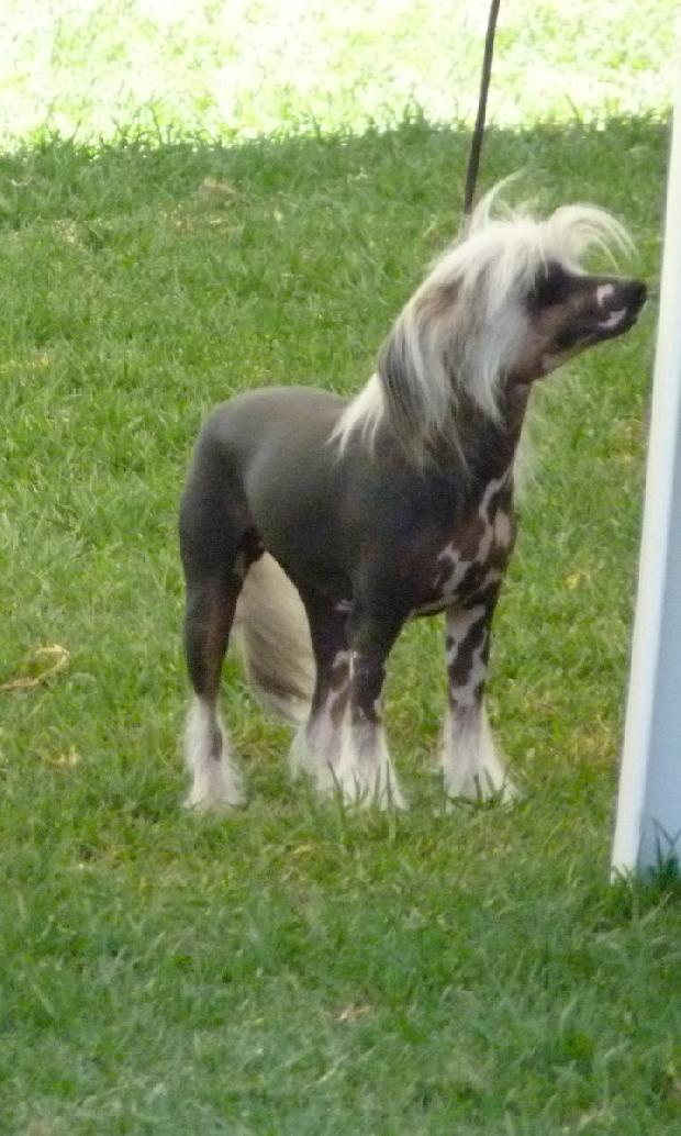 Cão de Crista Chinês