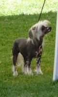 Cão de Crista Chinês
