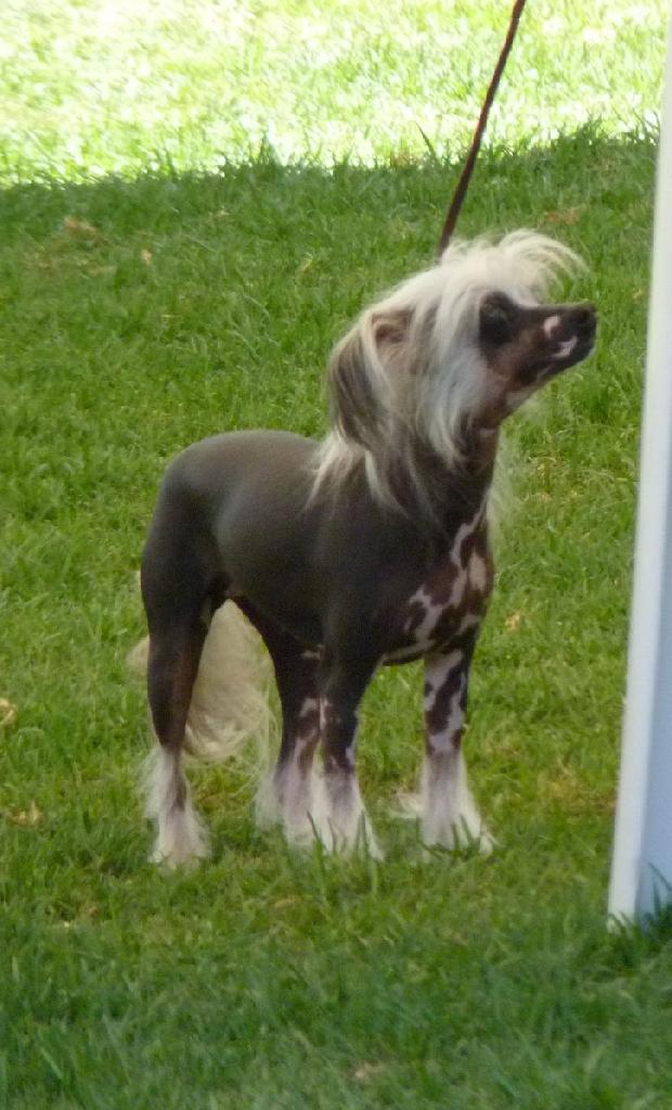 Cão de Crista Chinês