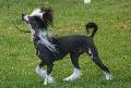 Cão de Crista Chinês