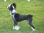 Cães