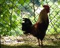 Galo