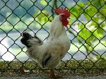 Animais de quinta
