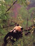 Panda gigante