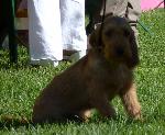 Cães